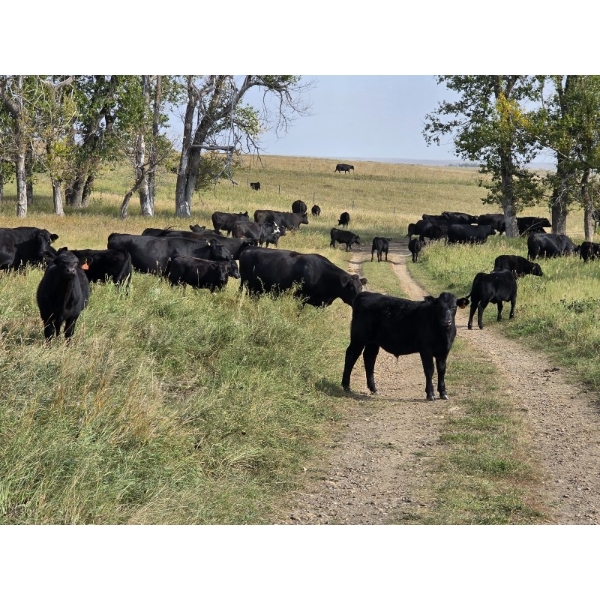 West Bench Colony - 540# Oct/Nov Delivery Steer Calves - 300 Head (Piapot, SK)