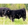 Image 3 : Schweb Family Cattle - 650# October Delivery Steer Calves - 90 Head (Logan Lake, BC)