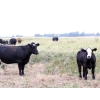 Image 6 : Percyview Farms - 620# November Delivery Steer Calves - 95 Head (Kisbey, SK)