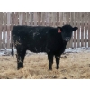 Image 6 : Jeff MacMillan - 815# April Weaned Heifers - 70 Head (Marquette, MB)