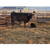 Image 3 : Jake Giesbrecht - 5 Black Heifer Pairs