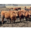 Image 6 : Greybanks Ranch - 870# April Delivery Steers - 110 Head (Three Hills, AB)