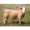 Image 7 : Alvin Sandum Family - 640# Heifer Calves - 98 Head (Hussar, AB)