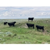 Image 7 : T - T Ranch - 990# September Delivery Grass Steers - 63 Head (Maple Creek, SK)