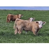 Image 2 : J&E Farms Ltd. - 650# November Delivery Steer Calves - 90 Head (Tilley, AB)