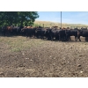 Image 4 : McDougald Ranch Ltd. - 820# September Grass Heifers - 75 Head (Maple Creek, SK)