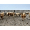 Image 5 : Douglass Agro - 765# March Delivery Weaned Steers - 250 Head (Gem, AB)