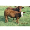 Image 8 : Leonard Lundquist & Andrew Ranching - 650# Steer Calves - 95 Head (Rolling Hills, AB)
