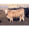Image 3 : Hawk Ranching - 990# April Delivery Steers - 174 Head (Nanton, AB)