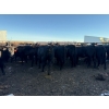Image 6 : Poplarview Stock Farm - 1050# November Delivery Grass Steers - 116 Head (Pipestone, MB)