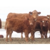 Image 4 : Sybouts Lake Farms Ltd. - 525# March Delivery Heifers - 85 Head (Gladmar, SK)