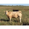 Image 3 : Ross L Seven Ranch Ltd. - 977# September Delivery Grass Steers - 294 Head (Estevan, SK)