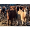 Image 3 : Bill Orlick - 800# February Delivery Heifers - 54 Head (Calmar, AB)