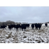 Image 5 : Randy Kehler - 25 Black/Black X Spring Calving Bred Heifers (Eriksdale, MB)
