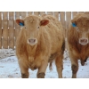 Image 6 : Justin & Kryston Tateson - 900# March Delivery Weaned Steers - 200 Head (Scandia, AB)