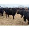 Image 15 : Belle Creek Stock Farms - 765# March Delivery Heifers - 160 Head (Belleview, MB)