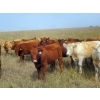Image 3 : Forbes Bros. Ranching - 930# September Delivery Grass Heifers - 130 Head (Senlac, SK)