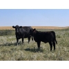 Image 2 : Twin Arrows Ranch - 560# October Delivery Heifer Calves - 105 Head (Erskine, AB)