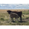 Image 10 : Greg & Melissa Kelts - 610# October Delivery Heifer Calves - 75 Head (Consort, AB)