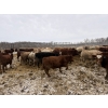 Image 6 : Rice Farms - 965# Dec/Jan Delivery Weaned Steers - 62 Head (Lacombe, AB)