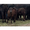 Image 5 : Russel Abel & Brandon Abel - 550# November Delivery Heifer Calves - 50 Head (Falkland, BC)