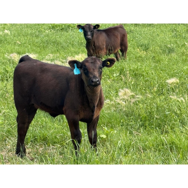 9X Enterprises - 530# October Delivery Heifer Calves - 65 Head (Patricia, AB)