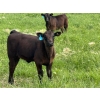 Image 1 : 9X Enterprises - 530# October Delivery Heifer Calves - 65 Head (Patricia, AB)