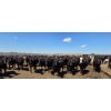 Image 2 : Cattlewood Farms Ltd. - 935# June/July Delivery Heifers - 133 Head (Fincastle, AB)