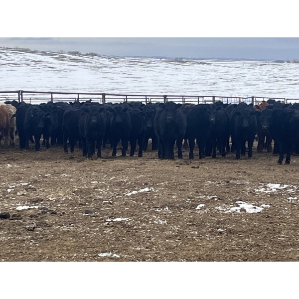 SaskAlta Farms - 740# March Delivery Heifers - 140 Head (Alsask, SK)