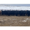 Image 1 : SaskAlta Farms - 740# March Delivery Heifers - 140 Head (Alsask, SK)