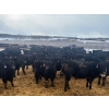 Image 6 : Kyler Unruh - 725# March Delivery Heifers - 85 Head (Dewberry, AB)