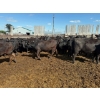 Image 2 : Chipping Hill Cattle Co. - 750# August Delivery Heifers - 77 Head (MacGregor, MB)