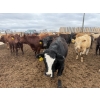 Image 9 : Chipping Hill Cattle Co. - 1050# May Delivery Steers - 174 Head (MacGregor, MB)