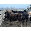 Image 5 : CS Livestock - 710# March Delivery Steers - 19 Head (Rimbey, AB)