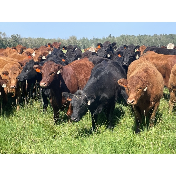 Lone Star Cattle Co. - 1040# September Delivery Grass Steers - 530 Head (Buck Lake, AB)