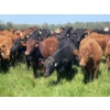 Image 1 : Lone Star Cattle Co. - 1040# September Delivery Grass Steers - 530 Head (Buck Lake, AB)