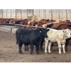 Image 7 : Range 45 Ranch Ltd. - 925# March Delivery Weaned Steers - 200 Head (Dewberry, AB)