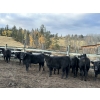 Image 3 : Kamloops Area Ranchers - 555# October Delivery Heifer Calves - 100 Head (Kamloops, BC)