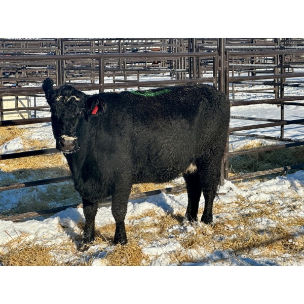 Resch Ranch - 4 Fourth Calvers (Pen 443)