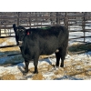 Image 1 : Resch Ranch - 4 Fourth Calvers (Pen 443)