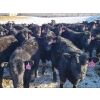 Image 6 : Bauer Ranching - 680# February Weaned Steers - 135 Head (Hilda, AB)