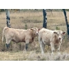 Image 2 : Darcy, Colton & Blake Reinhardt - 675# October Delivery Steer Calves - 90 Head (Nightingale, AB)