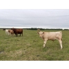 Image 10 : Wayne & Logan Lytwyn - 600# Oct/Nov Delivery Steer Calves - 180 Head (Winnipegosis, MB)