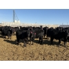 Image 2 : 9 Bar Ranch - 600# February Delivery Heifers - 30 Head (Fincastle, AB) VBP+