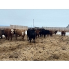 Image 6 : Hines Ranching - 875# February Delivery Yearling Steers - 70 Head (Marwayne, AB)