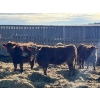 Image 2 : X Bar X Cattle Co. Ltd. - 842# Feb/March Delivery Steers - 143 Head (Lomond, AB)