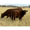 Image 2 : Praeker Farms - 600# October Delivery Heifer Calves - 80 Head (Strathmore, AB)
