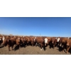 Image 3 : Ripple Rock Ranch - 925# June Delivery Heifers - 130 Head (Fincastle, AB)