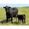 Image 2 : Lee Johnston - 35 Black/Black X Cow/Calf Pairs (Welwyn, SK)