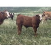 Image 7 : Three Hills Colony - 680# October Delivery Steer Calves - 175 Head (Three Hills, AB)